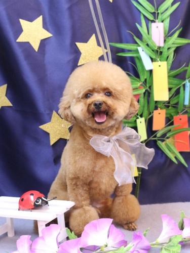 20230722ピノくん